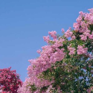 دانلود آهنگ پیشرو هورامی وتت له وه هار